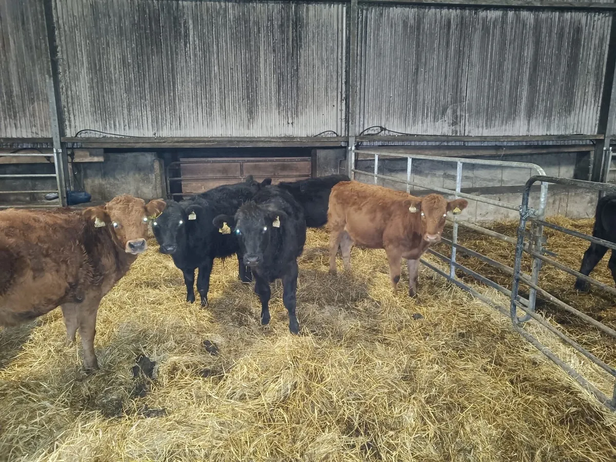 Weanling Heifers and Bulls - Image 3