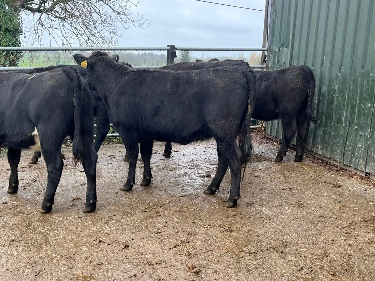 5 super  Angus store heifers - Image 1