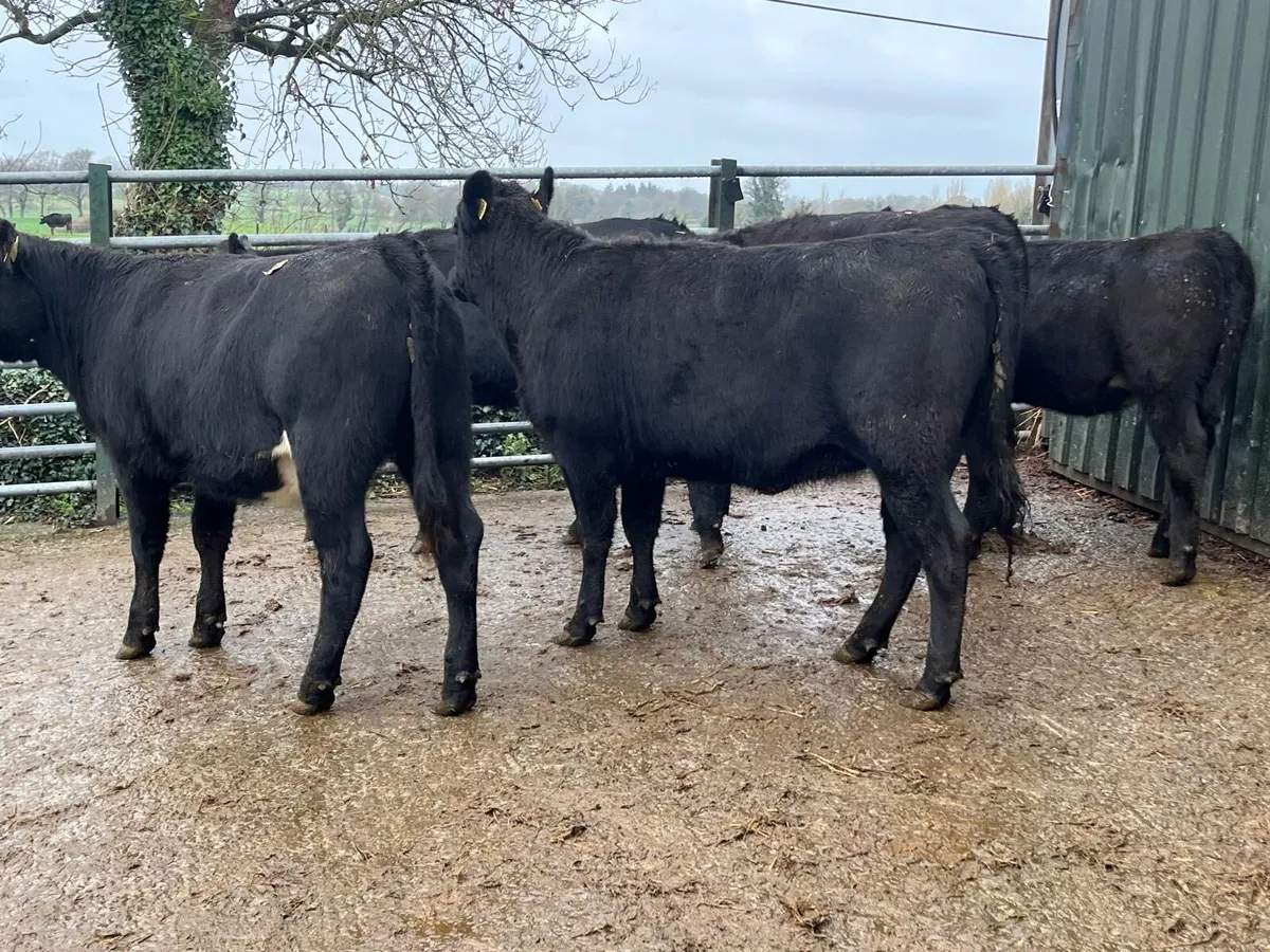 5 super  Angus store heifers - Image 2