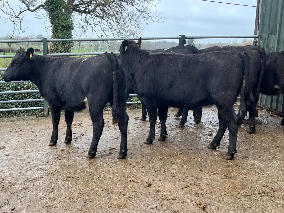 5 super  Angus store heifers - Image 3