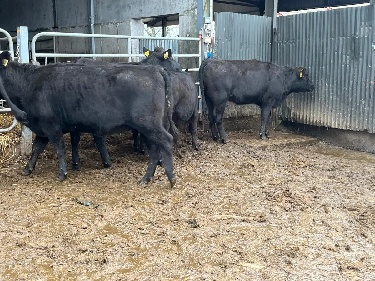 5 super  Angus store heifers - Image 4