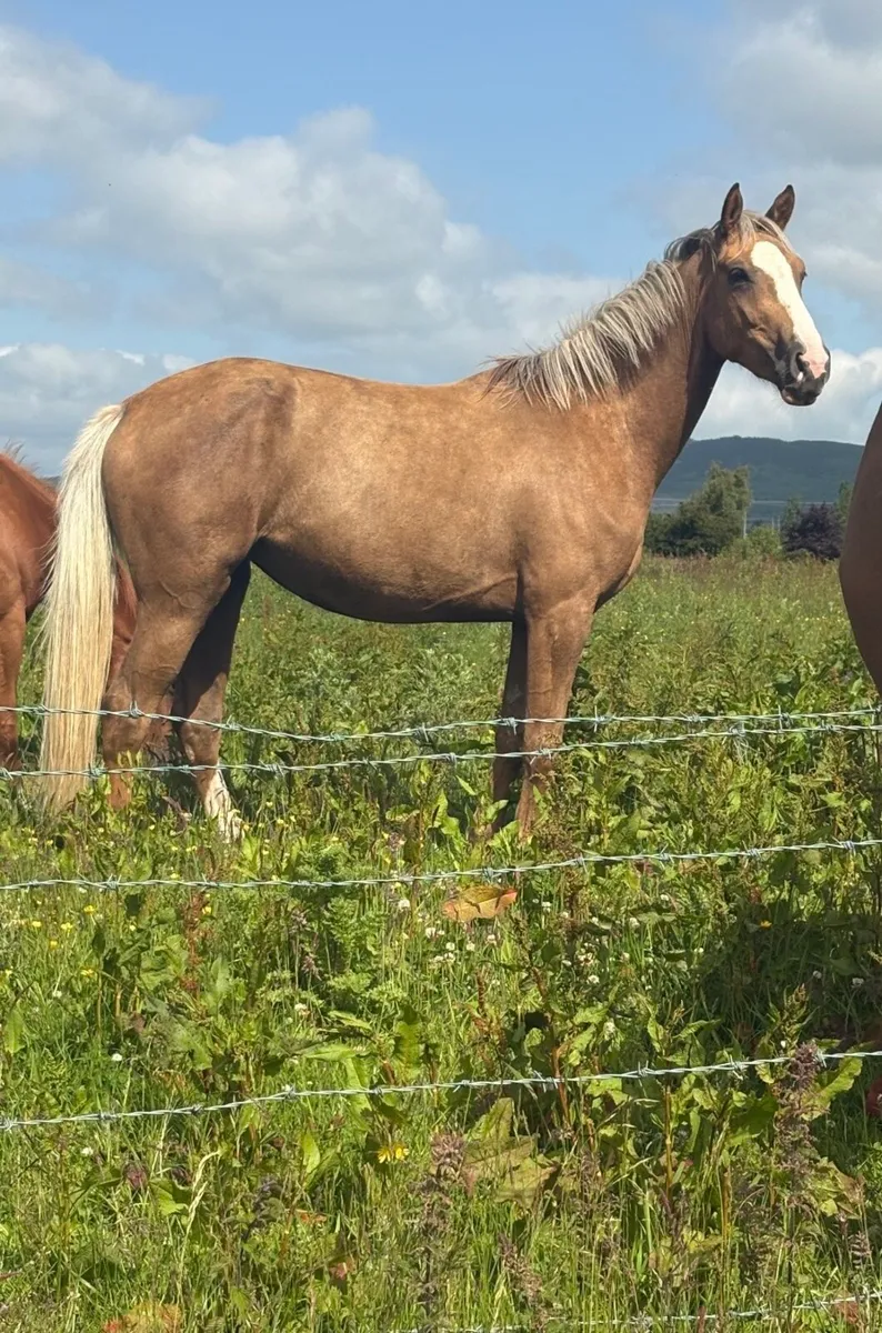Palomino Mare in foal