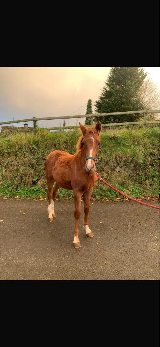 Irish Draught foal - Image 1