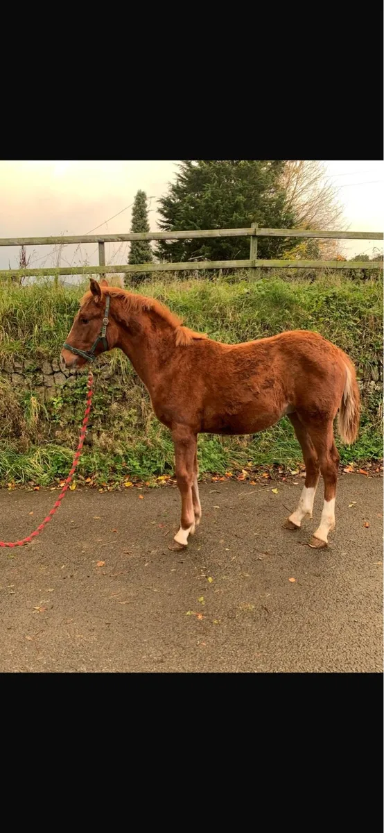 Irish Draught foal - Image 2