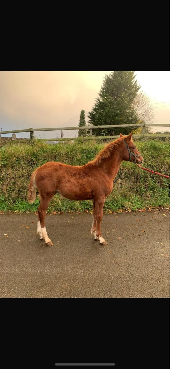 Irish Draught foal - Image 3