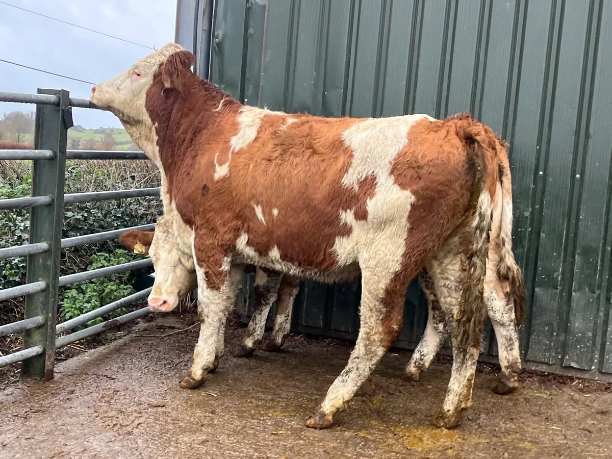 2 purebred  registered Simmental  heifers - Image 1