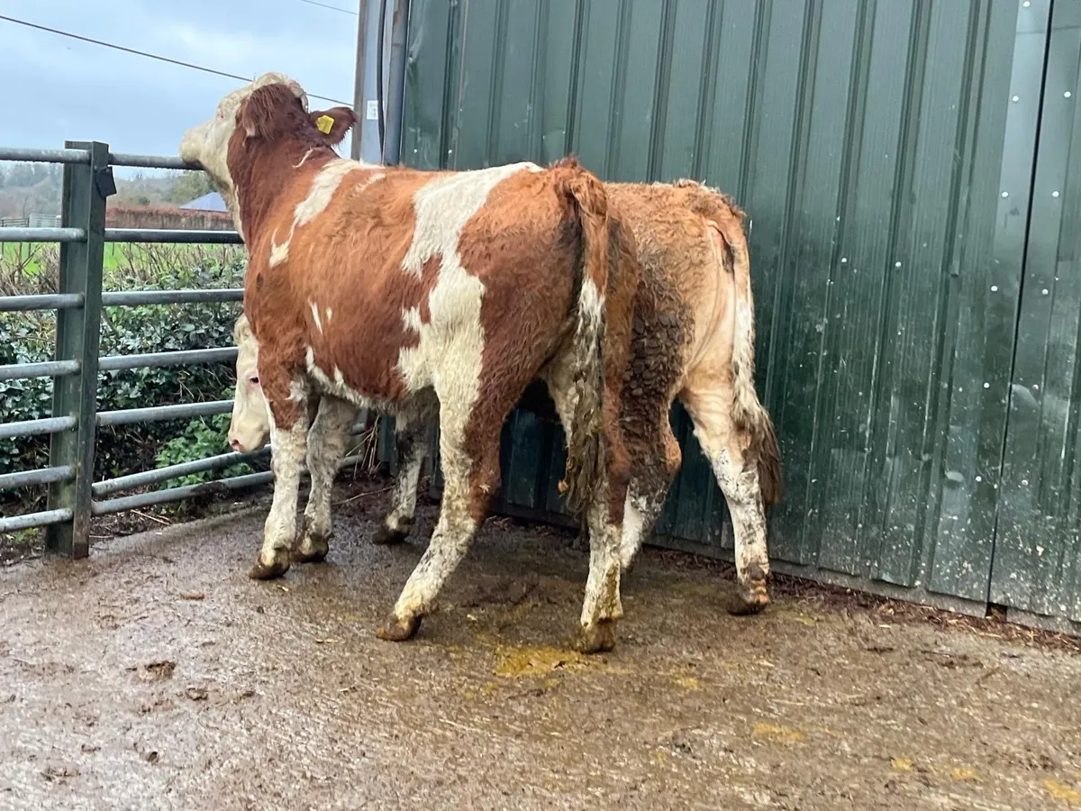 2 purebred  registered Simmental  heifers - Image 2