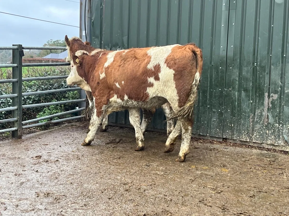 2 purebred  registered Simmental  heifers - Image 3