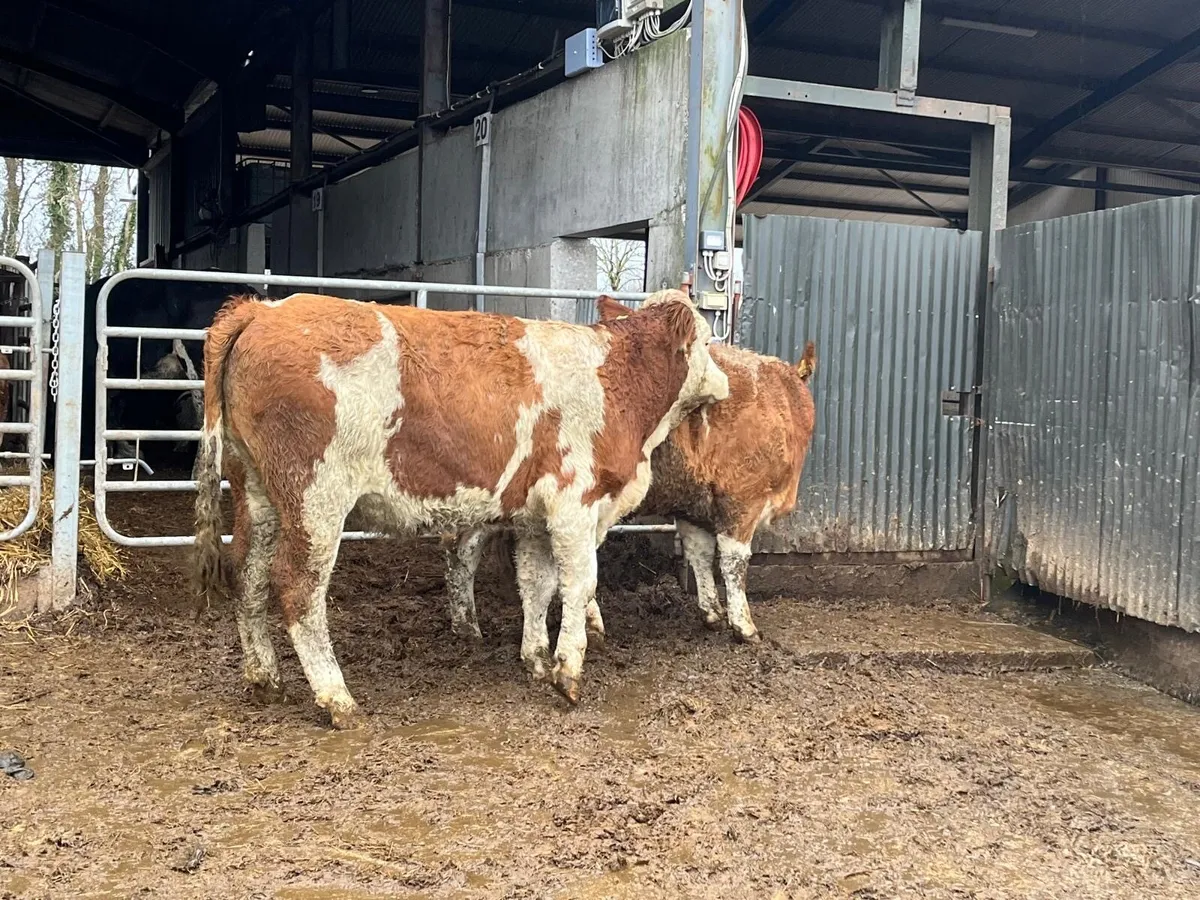 2 purebred  registered Simmental  heifers - Image 4