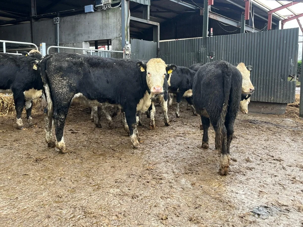 15 super Hereford store heifers - Image 1