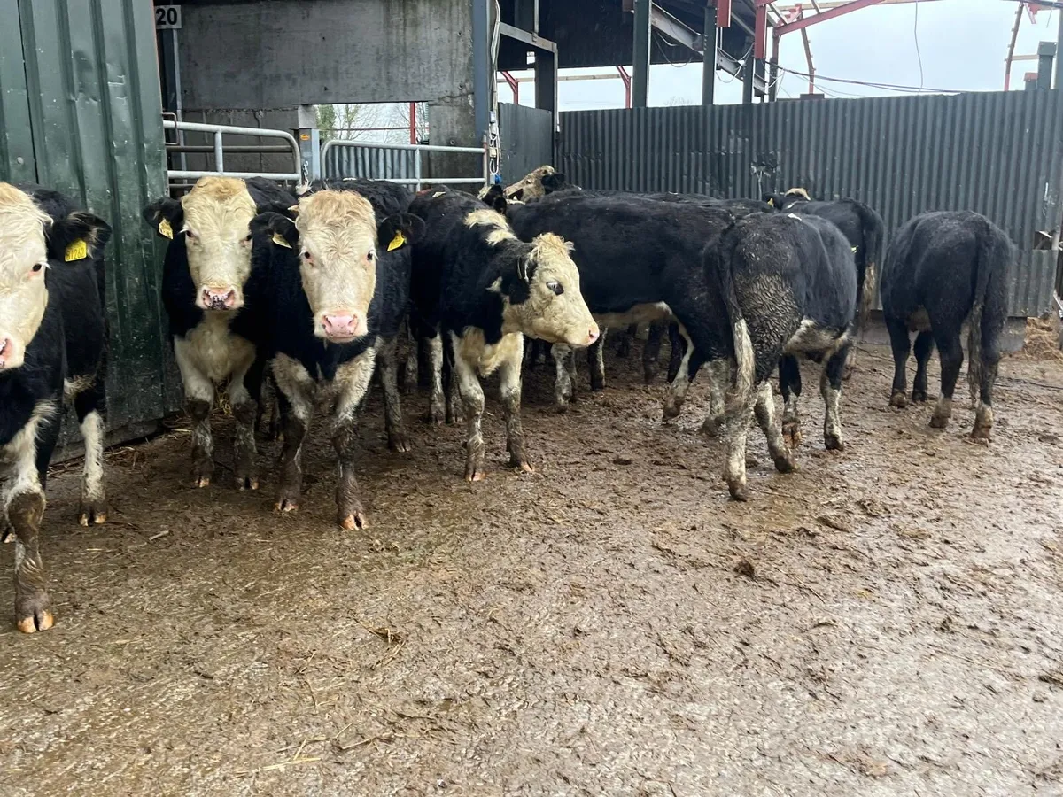 15 super Hereford store heifers - Image 2