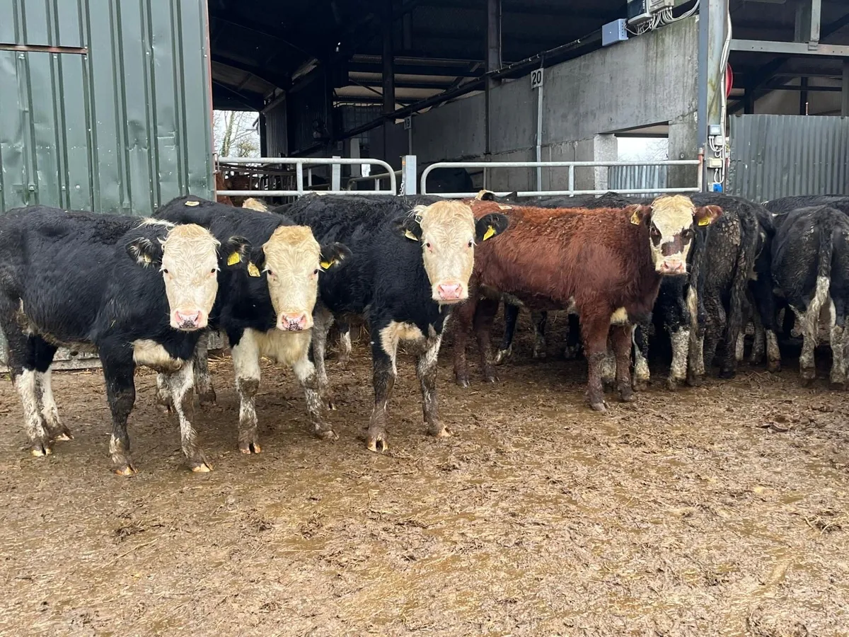 15 super Hereford store heifers - Image 3