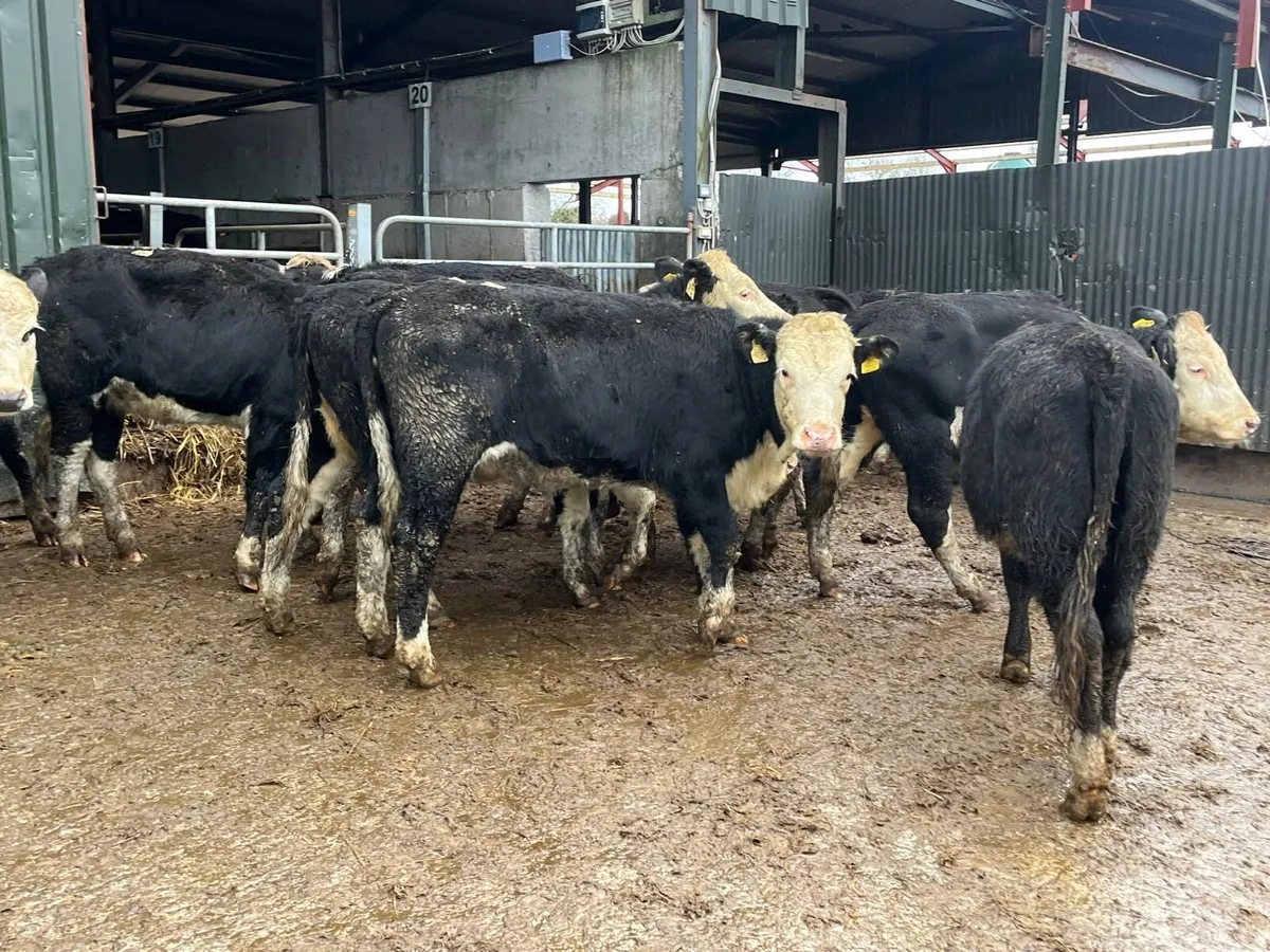 15 super Hereford store heifers - Image 4