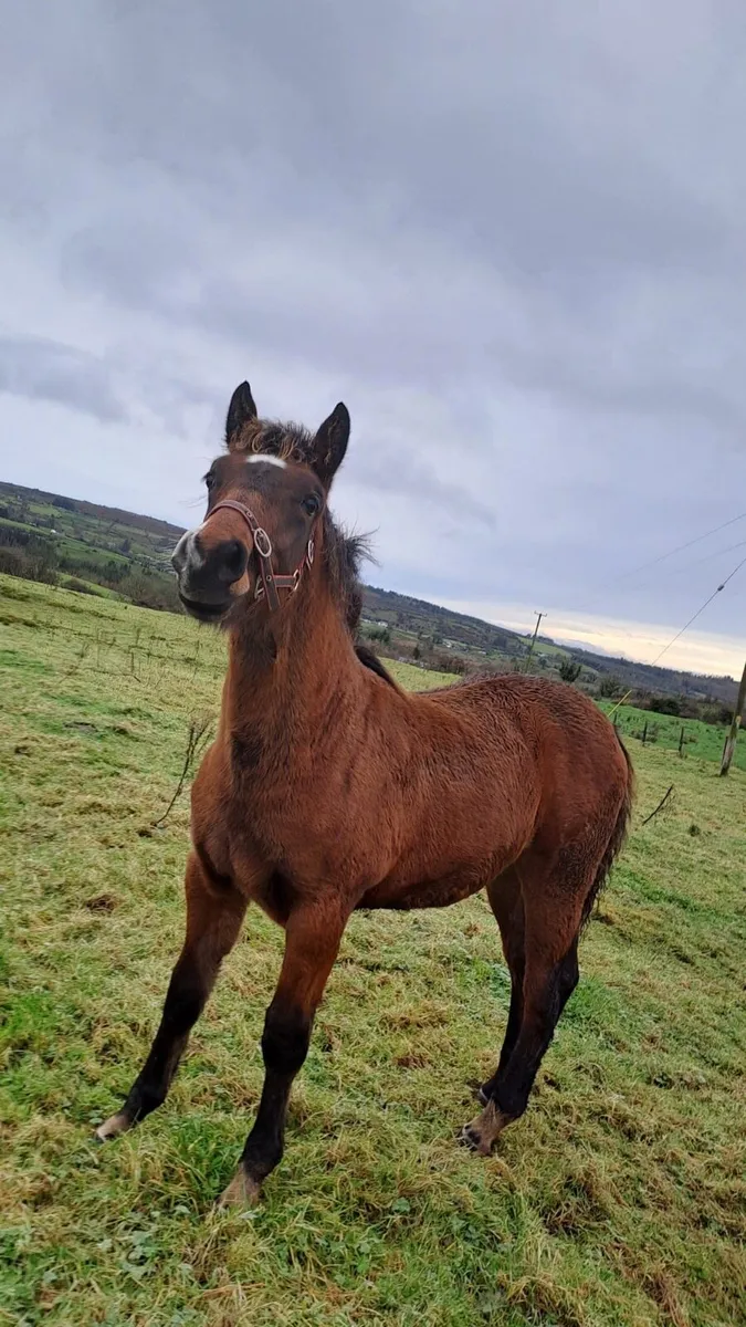 Full Irish Draught Colt Foal - Image 1