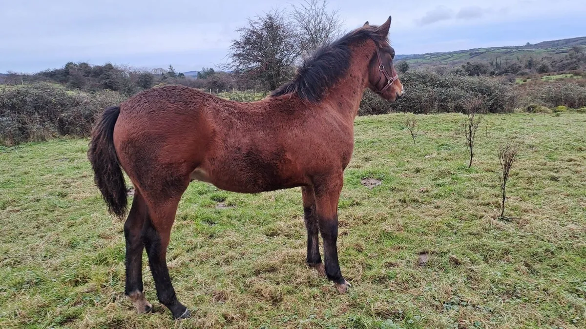 Full Irish Draught Colt Foal - Image 2