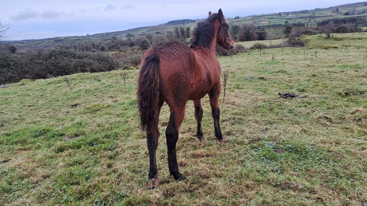 Full Irish Draught Colt Foal - Image 3