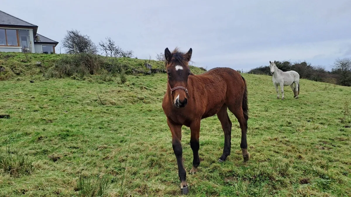 Full Irish Draught Colt Foal - Image 4
