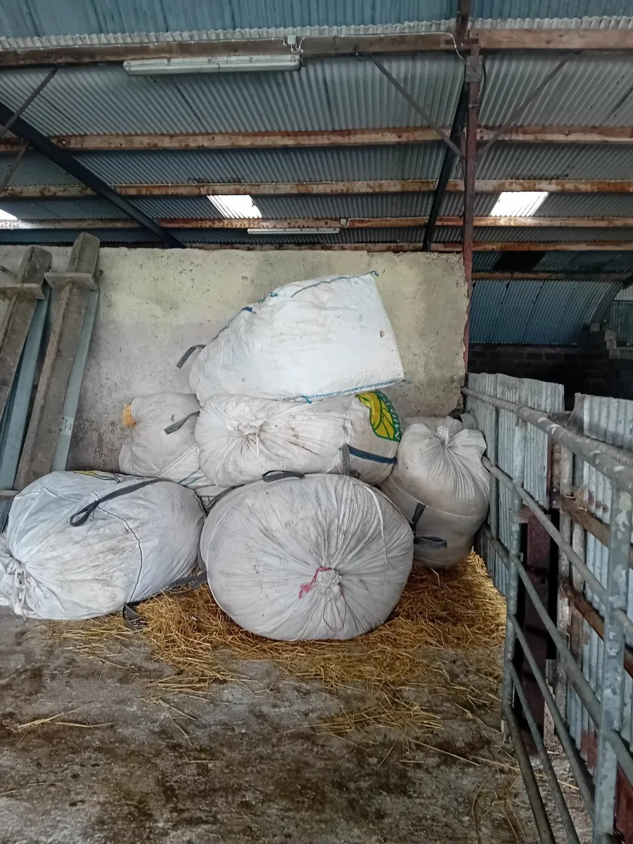 Free Sheeps Wool - Image 1