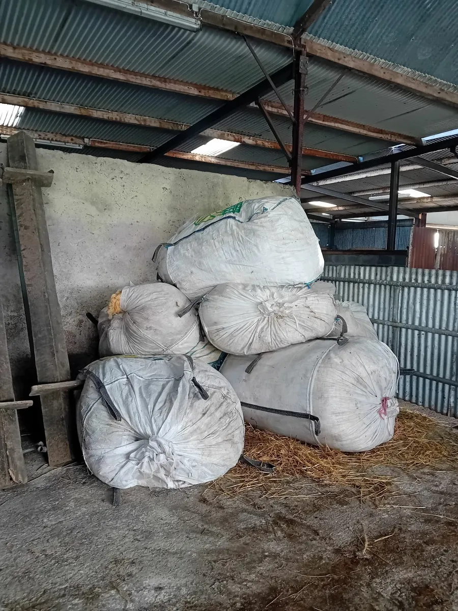 Free Sheeps Wool - Image 2