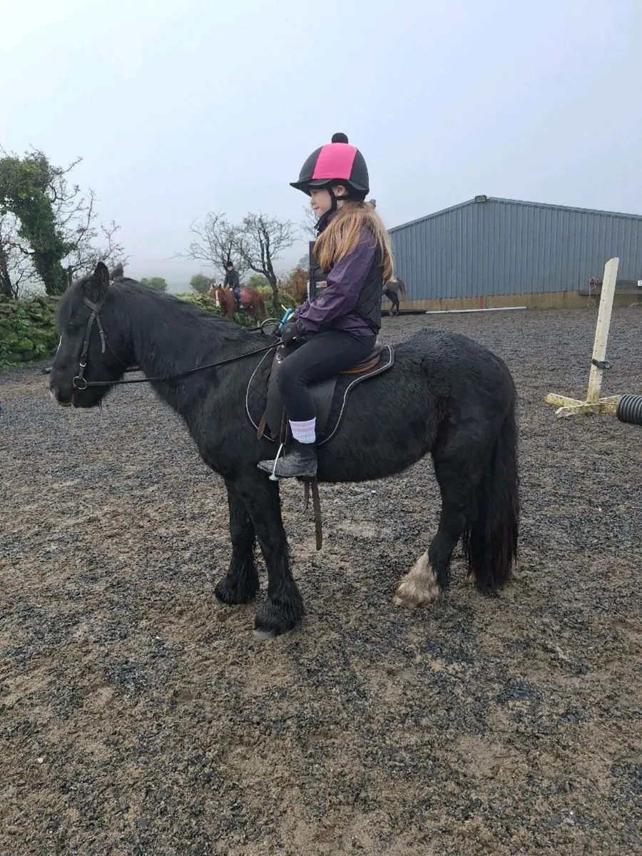 Quiet 11.2 and 13.2 ponies - Image 2