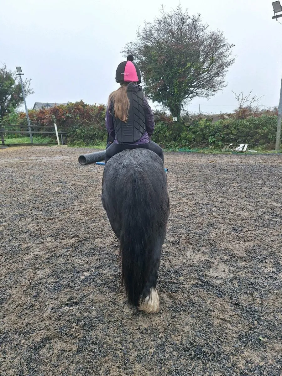 Quiet 11.2 and 13.2 ponies - Image 3