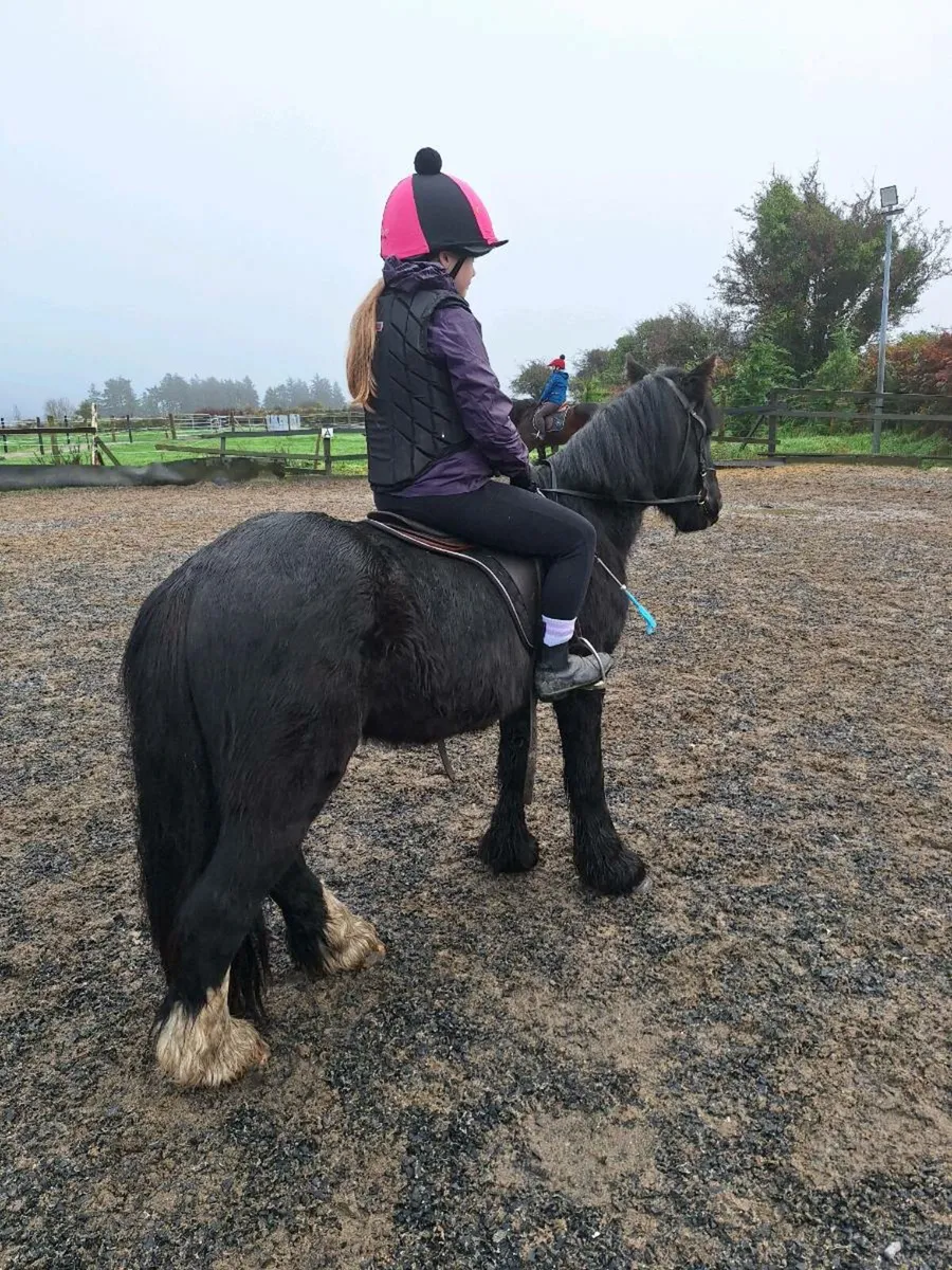 Quiet 11.2 and 13.2 ponies - Image 1