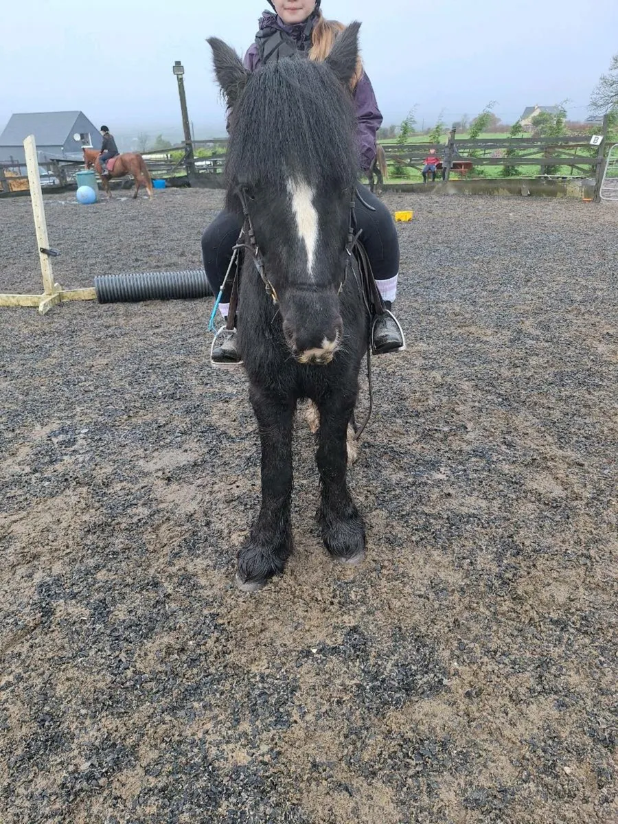 Quiet 11.2 and 13.2 ponies - Image 4