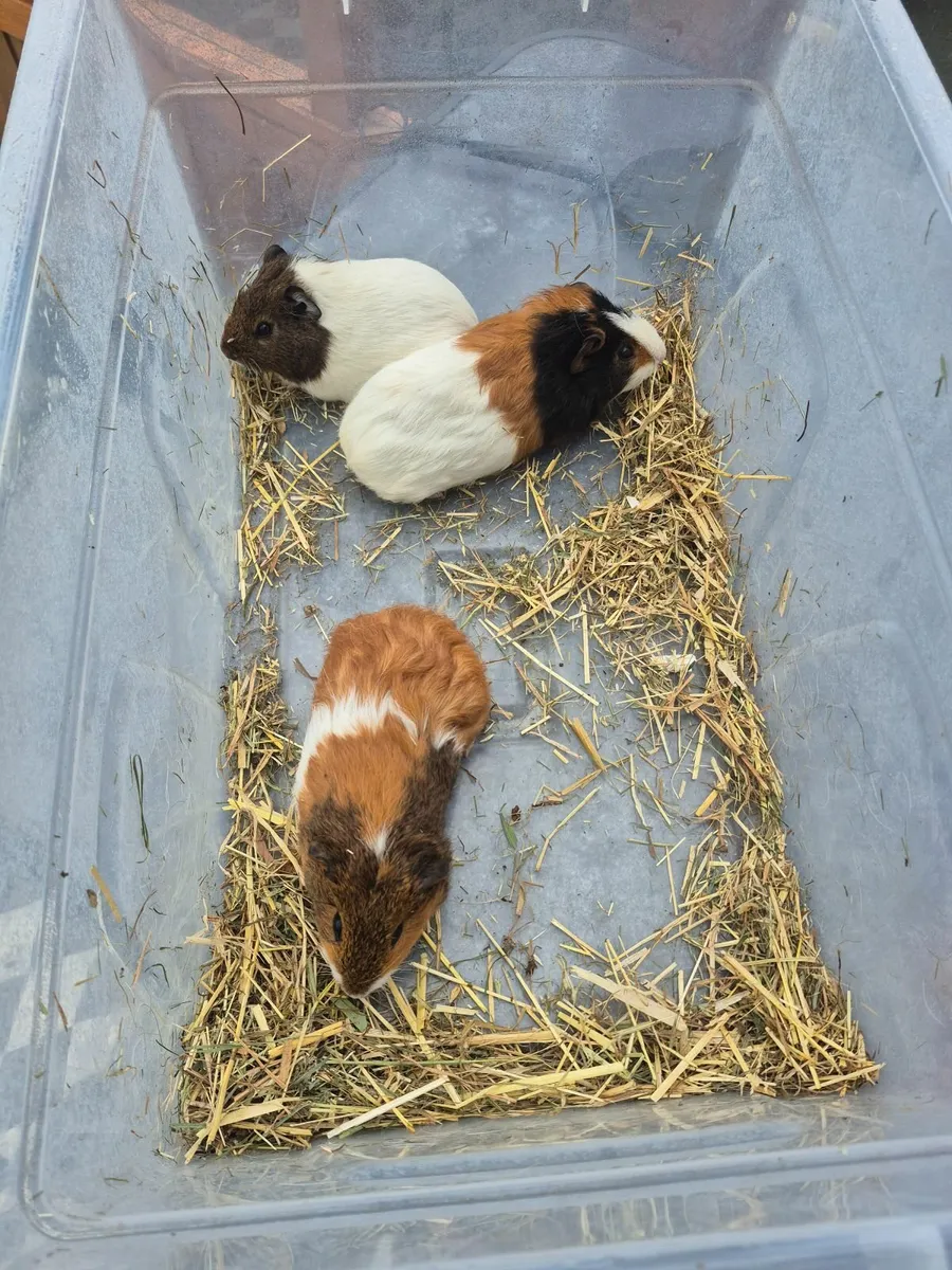 Guine pigs FREE to a good home - Image 1