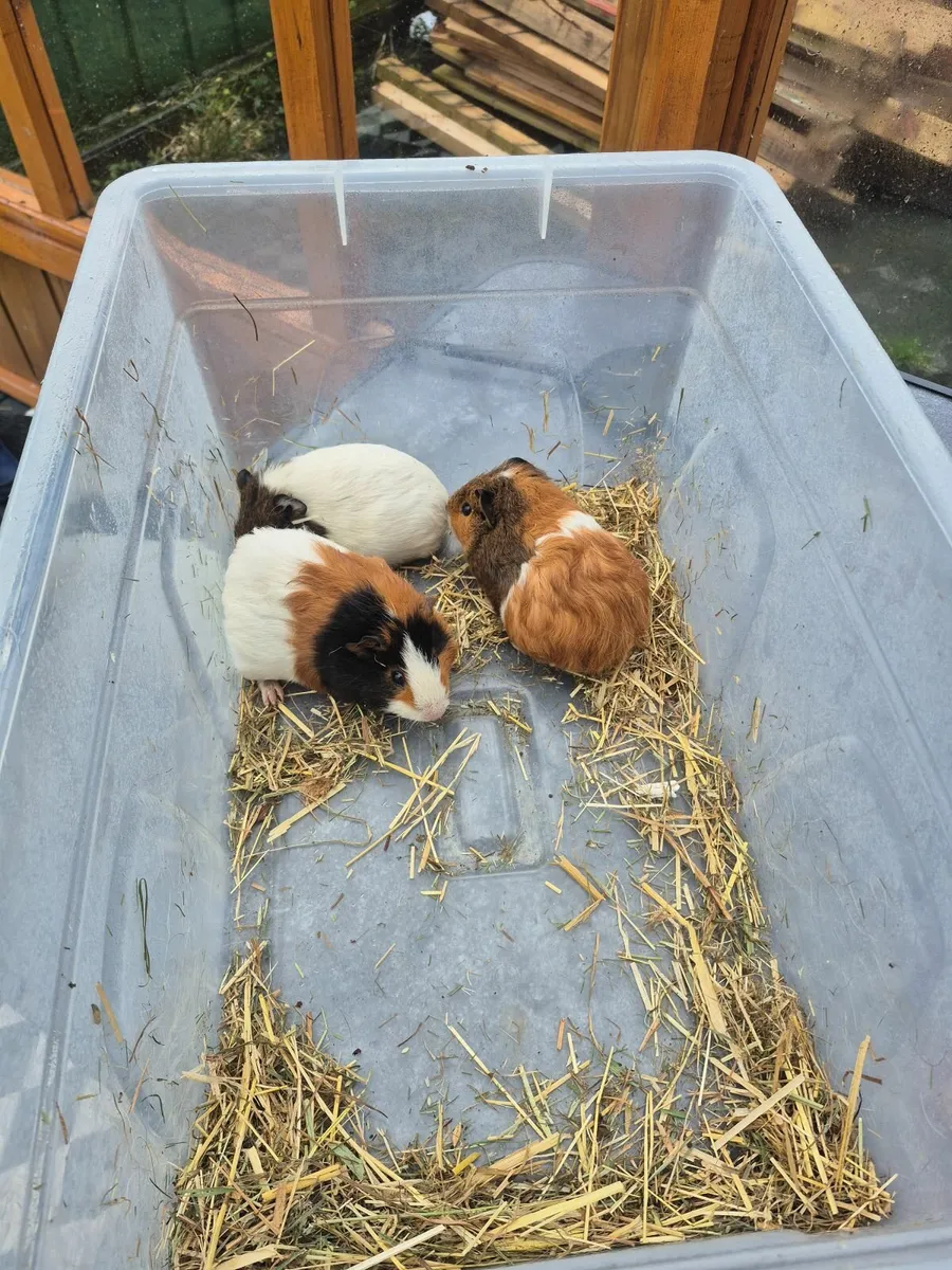 Guine pigs FREE to a good home - Image 2