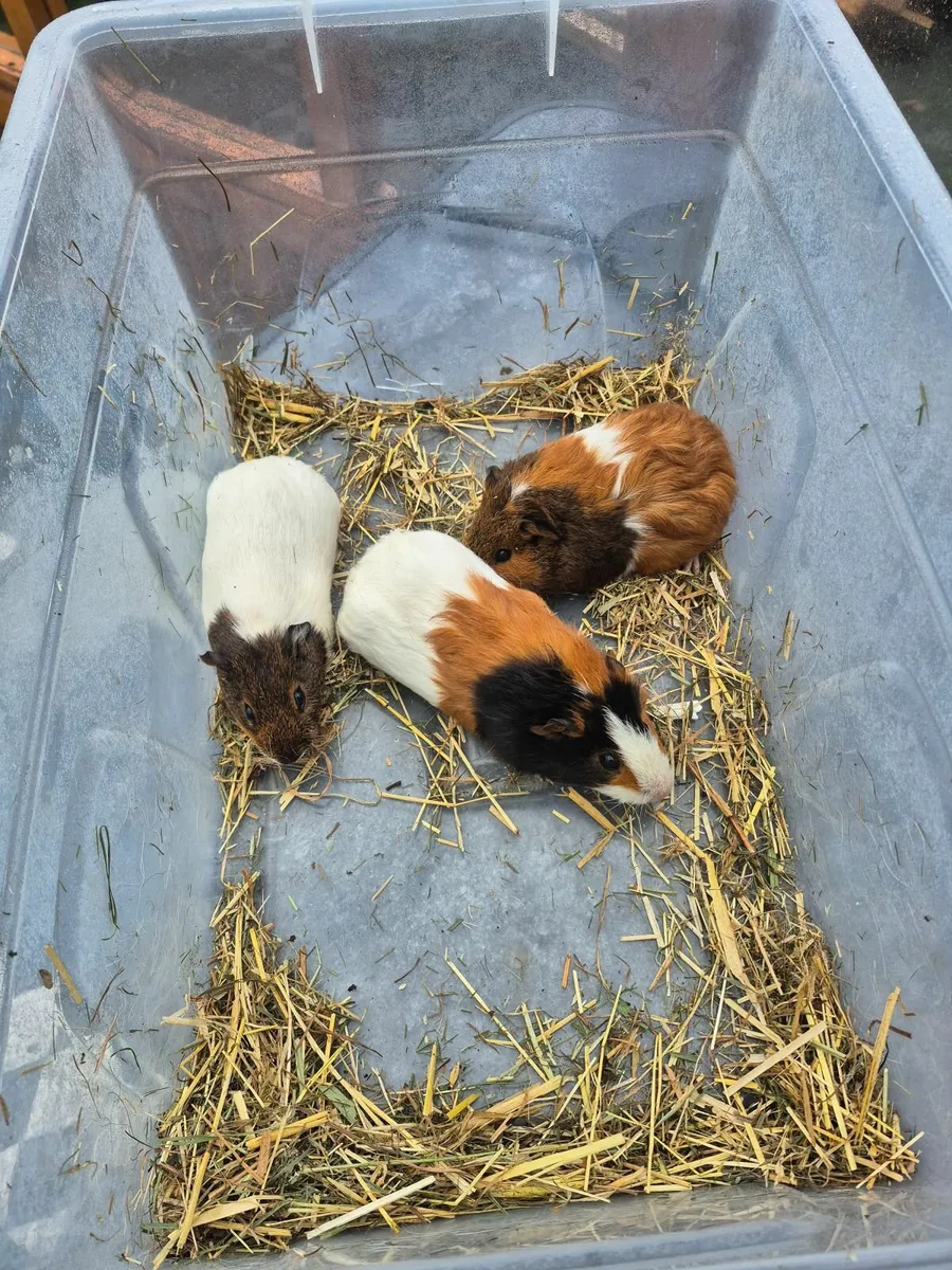 Guine pigs FREE to a good home - Image 3