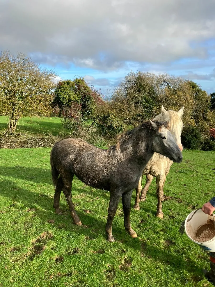 foal - Image 2