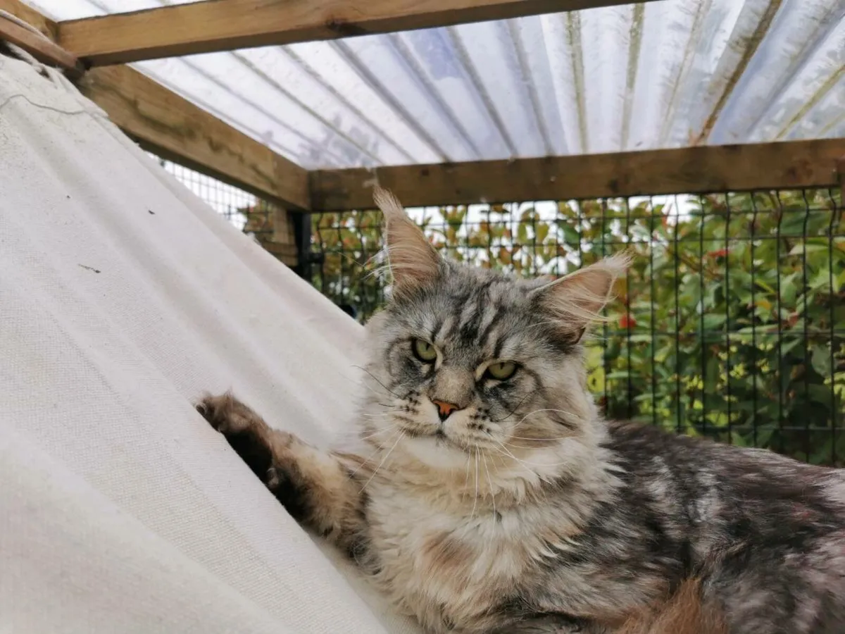 Maine coon kittens pedigree and registered - Image 4