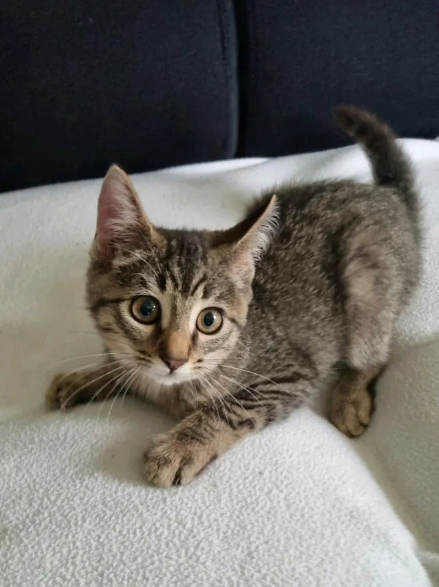 Maine Coon cross - Image 1