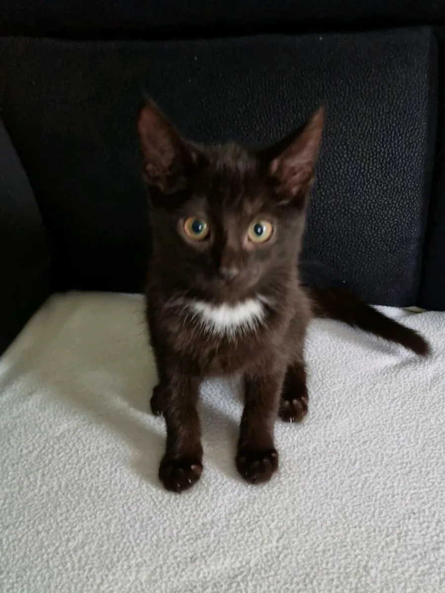 Maine Coon cross - Image 2