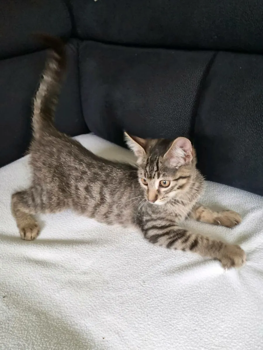 Maine Coon cross - Image 3