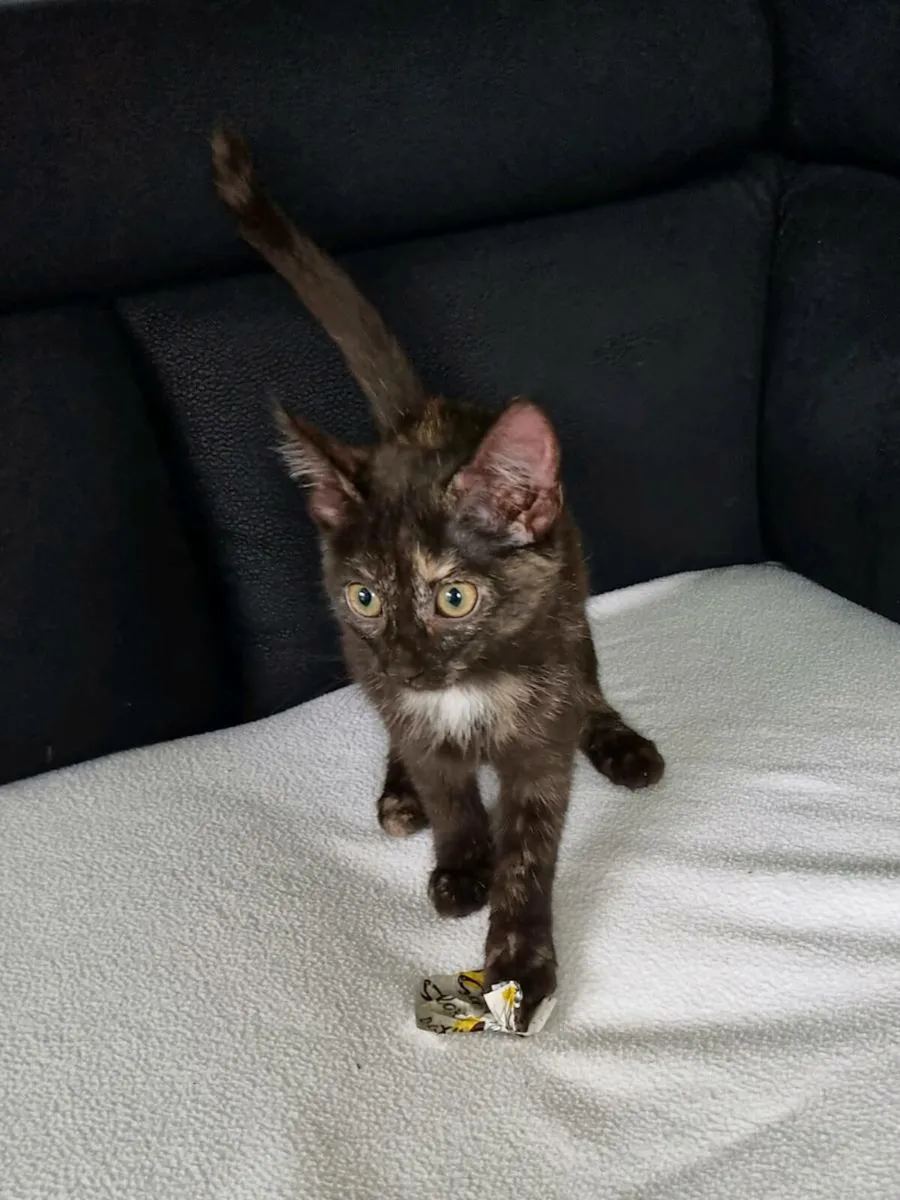 Maine Coon cross - Image 4