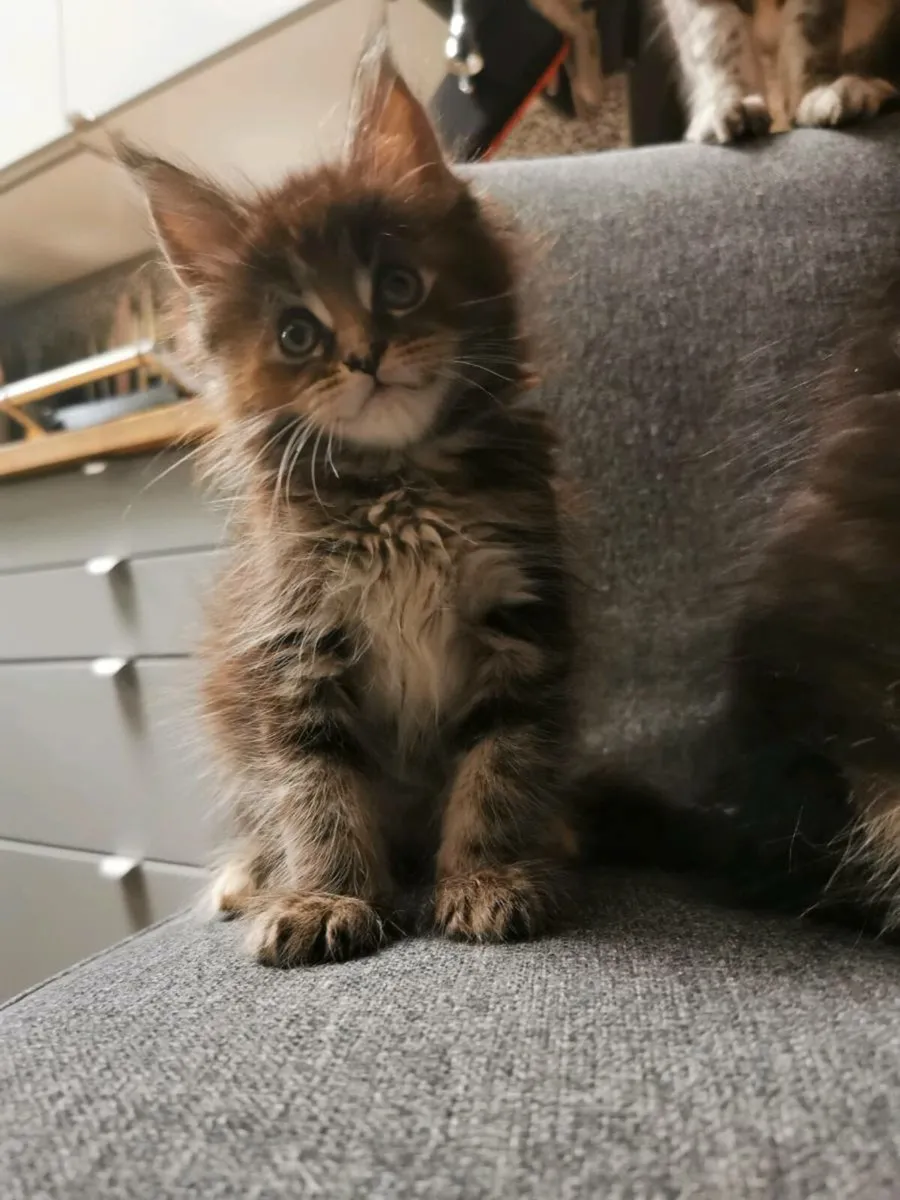 Maine coon kittens pedigree and registered - Image 2