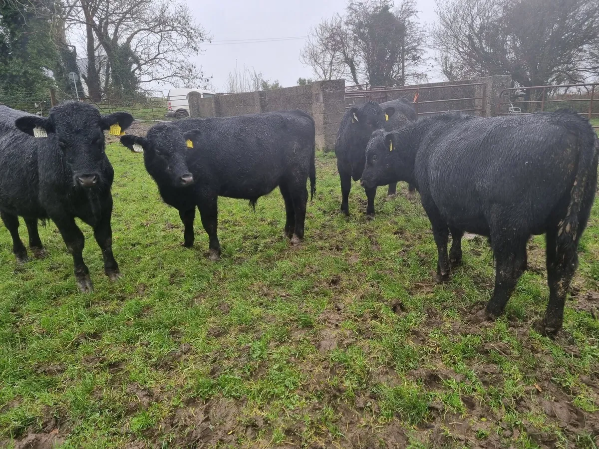 AA Bull Weanlings - Image 3