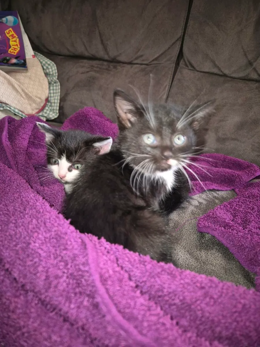 Cutie Kittens - Image 1