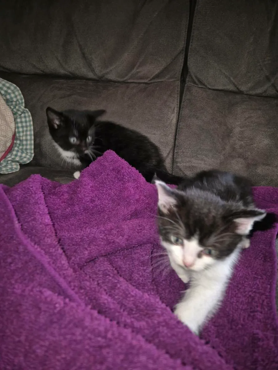 Cutie Kittens - Image 2