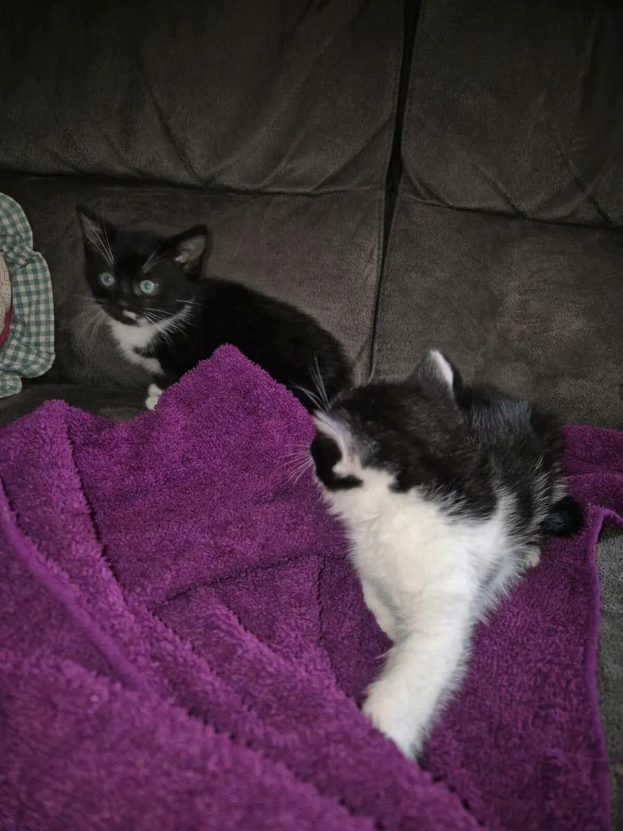 Cutie Kittens - Image 3