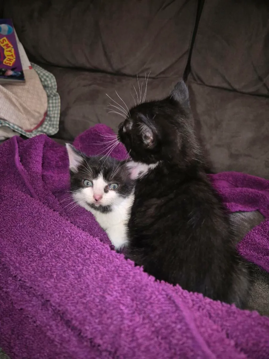 Cutie Kittens - Image 4