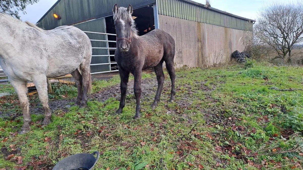 Full Draught Colt Foal - Image 2