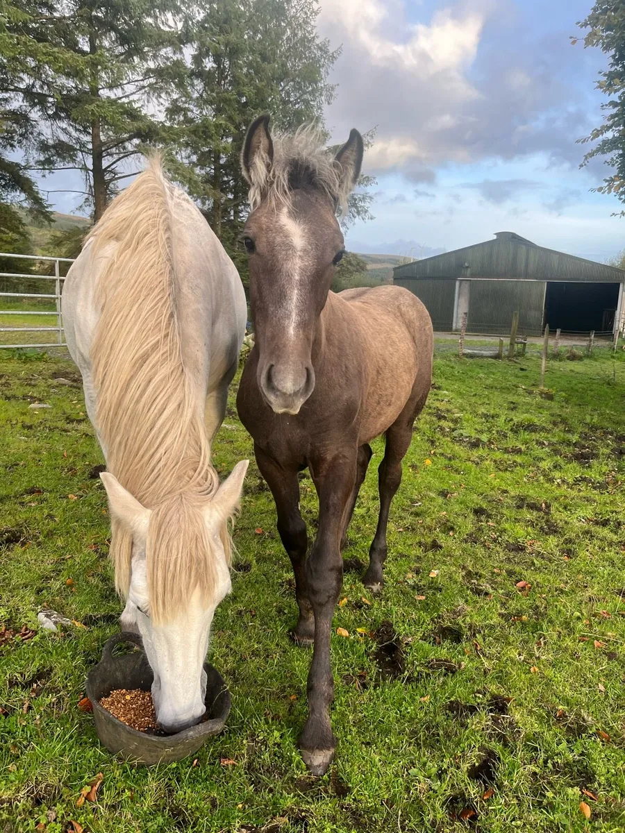 Full Draught Colt Foal - Image 1