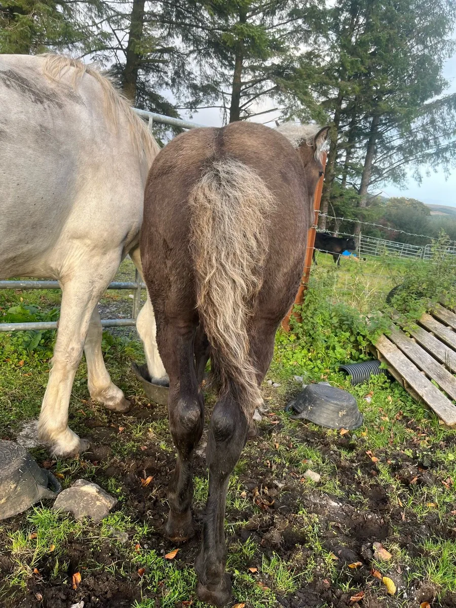 Full Draught Colt Foal - Image 3