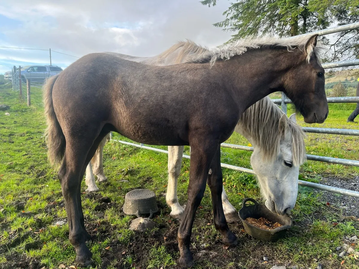 Full Draught Colt Foal - Image 4