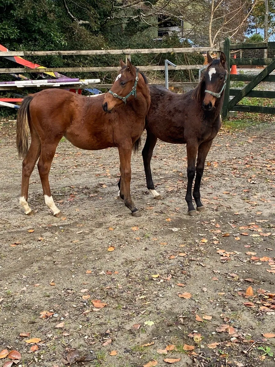 Colt Foals Sports Ponies - Image 2