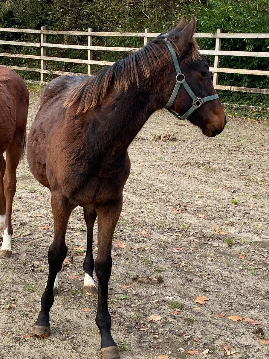 Colt Foals Sports Ponies - Image 3