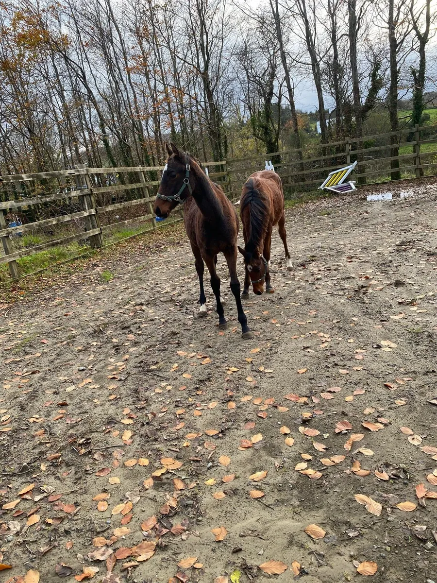 Colt Foals Sports Ponies - Image 4