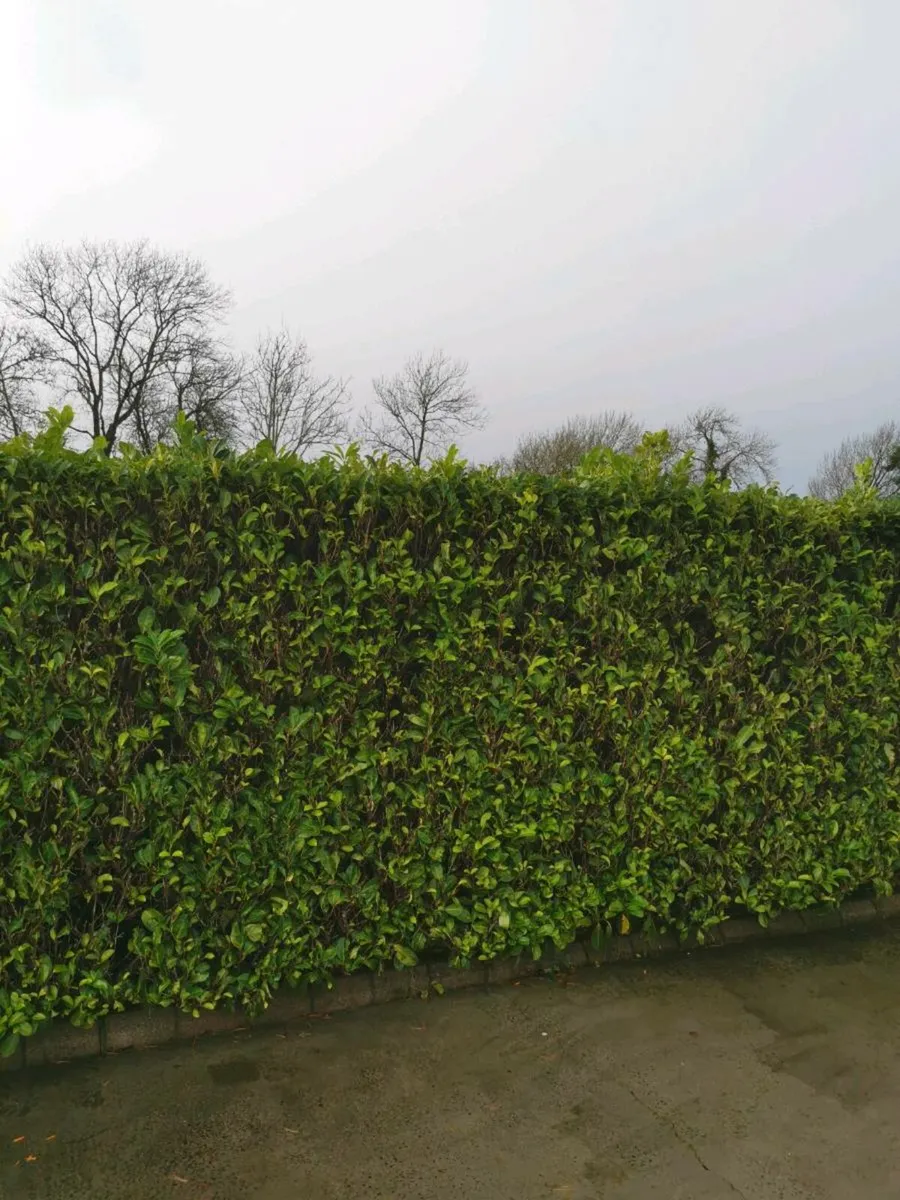 Laurel Hedging - Image 1